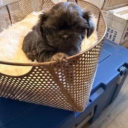 Macy - Blue female Shih Tzu puppy in Boiling Springs, South Carolina from Sherry Whiteside's Shih Tzus