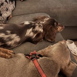 Dachshunds from Wirz’s Weenies