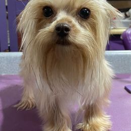 Tres - Yorkshire Terrier