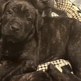 Boy 7 - Chestnut brindle male Cane Corso puppy in Douglasville, Georgia from Palazzo Cane Corso