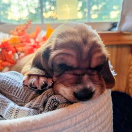 Blue boy - Mahogany and white male Basset Hound puppy in Converse, Louisiana from Walkers Catuna Bassett Hounds