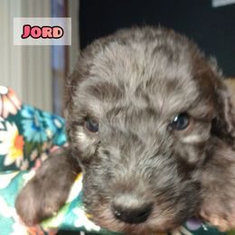 Bedlington Terrier Puppies from Dreamy Muse Bedlingtons