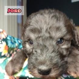 Bedlington Terrier Puppies from Dreamy Muse Bedlingtons