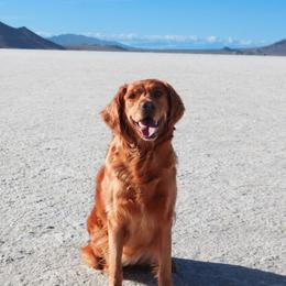 Kimber - Golden Retriever