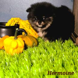 Hermoine - Black and tan female Pomeranian puppy in Statesboro, Georgia from Briar Creek Kennels