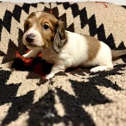 Boy 1 - Piebald male Dachshund puppy in Woodlake, California from Wild West Weenies