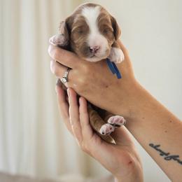 Macintosh - Red  male Goldendoodle puppy in Acton, Maine from Silver Pines Pups