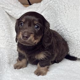 Onix - Chocolate and tan male Dachshund puppy in Hesperia, California from Teenie Tiny Doxies
