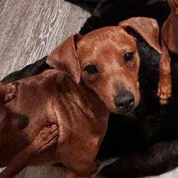 Red boy 1 Mr Big - Red male Miniature Pinscher puppy in Granby, Connecticut from Cross Bay Labradors