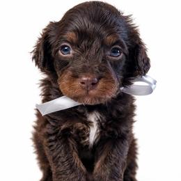 Hershey - Chocolate male Cavapoo puppy in Ville Platte, Louisiana from The Barkery