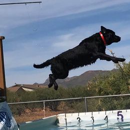 Labrador Retriever All Grown Up from Colindy Labradors