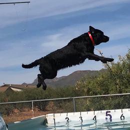 Labrador Retriever All Grown Up from Colindy Labradors