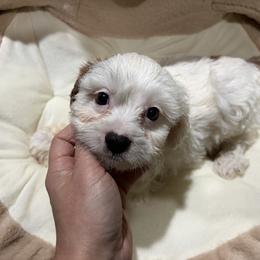 OA - Black gold and white male Shih Tzu puppy in Bourne, Massachusetts from Shih Tzu Pups