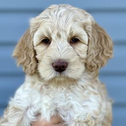 Australian Labradoodle Puppies from Grand Peaks Labradoodles