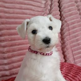 Miniature Schnauzers from Debbie's Mini Schnauzer