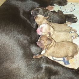Cocker Spaniel Puppies from Kellie's Cocker Spaniels