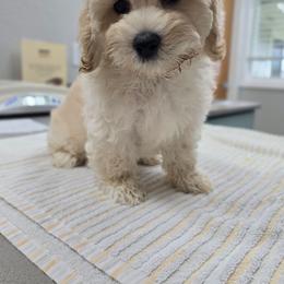 Butterball - Cream male Maltipoo puppy in Washington from Mt.BakerPoodles&Doodles