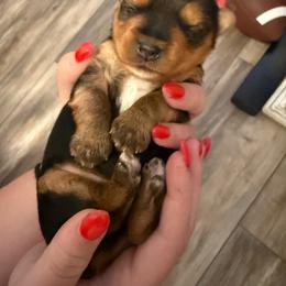 Milo - Black and tan male Yorkshire Terrier puppy in Moss Point, Mississippi from Tiny Tails Yorkies