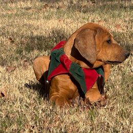 Light Pink - Rhodesian Ridgeback puppy from Running From Reality Ranch & Ridgebacks