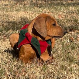 Light Pink - Rhodesian Ridgeback puppy from Running From Reality Ranch & Ridgebacks