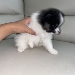 Pomeranian Puppies from Furever Blessed
