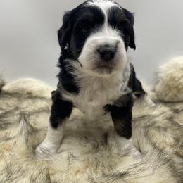 Joy - Black and white female Aussiedoodle puppy in North Manchester, In 46962, Indiana from Deep Creek Mini Aussiedoodles