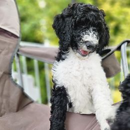 Miss MJ - Parti Goldendoodle puppy in Longview, Washington from Goldensky Doodles