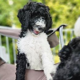 Miss MJ - Parti Goldendoodle puppy in Longview, Washington from Goldensky Doodles