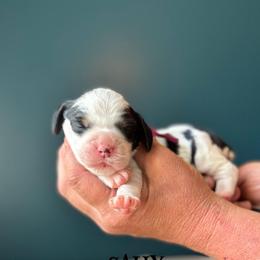 Sally (Ride) - Black white and tan female English Springer Spaniel puppy in Tupalo, Mississippi from Butterfield Trail Farm
