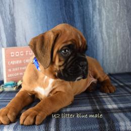 Blue collar reserve - Fawn male Boxer puppy in Clinton, Iowa from Cadogans Boxers