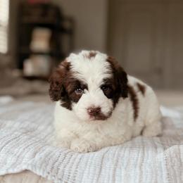 Cobbler - Brown and white male Bernedoodle puppy in Maricopa, Arizona from Desert Ridge Doodles
