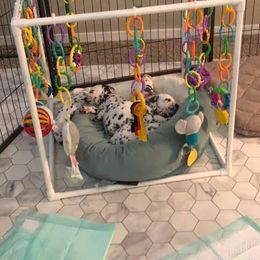 Dalmatian Puppies from Revere Dalmatians