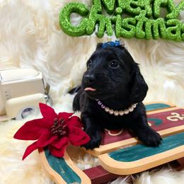 Willow, girl - Black female Dachshund puppy in Waynesboro, Tennessee from Owl Hollow Farm Miniature Dachshunds