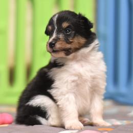 Twix - Black white and tan female Shetland Sheepdog puppy in Wolcott, Indiana from Southside Shelties