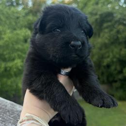 Purple - Black female German Shepherd puppy in Tennessee from Chattanooga Tn German Shepherds