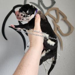Purple Collar - Harlequin female Great Dane puppy in Alton, Illinois from Show Me Great Danes and Basset Hounds