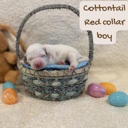 Cottontail - Parti male Goldendoodle puppy in Taylorsville, North Carolina from Doggone Dixie Doodles