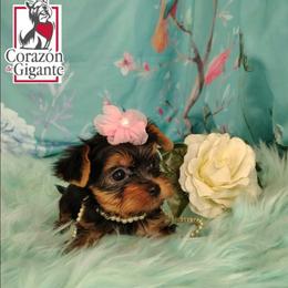 Eloise Bridgerton - Black and tan female Yorkshire Terrier puppy in California from Corazon de gigante