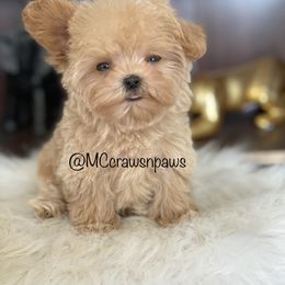 Cavapoo, Maltipoo, and Poodle Puppies from McCraws N Paws