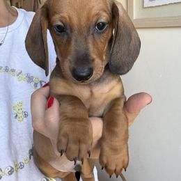 Dachshund All Grown Up from Hotdawgz standard AKC dachshunds