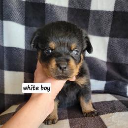 White boy - Black and mahogany male Rottweiler puppy in Custer County, Oklahoma from Rough Creek Kennels