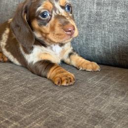 Fawn - Dapple female Dachshund puppy in Tonopah, Arizona from Brandie's Dachshunds
