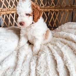 Jesse - Parti female Goldendoodle puppy in Brookville, Pennsylvania from Woodland Mountain Doodles
