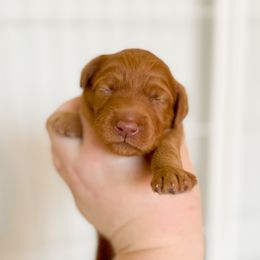 Goldendoodle Puppies from Summer Sun Doodles