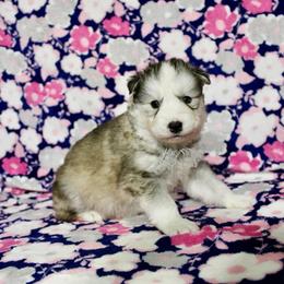 Inu - Gray and white male Siberian Husky puppy in Lunenburg, Vermont from SNOW WOOLY HUSKY