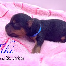 Tiki - Black and tan female Yorkshire Terrier puppy in Minnesota from Sunny Sky Yorkies