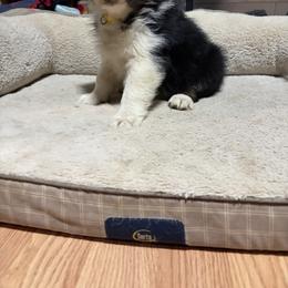 Bulda - Black tri-color female Australian Shepherd puppy in Terryville, Connecticut from Spirited Aussies