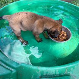 Sugar - Fawn female Belgian Malinois puppy in Andersonville, Tennessee from Working W Kennels
