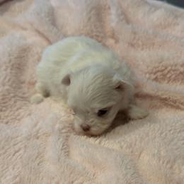 Girl 1 - female Maltese puppy in La Pine, Oregon from Happier with Dogs