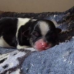 Girl 3 - Black and white female Shorkie puppy in White Pigeon, Michigan from Kathys Yorkie and Shih-tzu Cuties